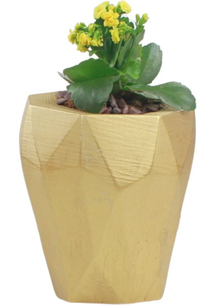 Saksı Çiçek Kaktüs Saksısı Lüx 15 cm Poly Desen Saksı Çiçeklik