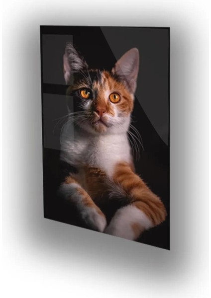 Kedi Temalı Renkli Cam Tablo fiyatları