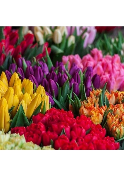 25'li 10 Farklı Renk Mix Tulip Seed Lale Tohumu + 10'lu Kırmızı Papatya Çiçek Tohumu