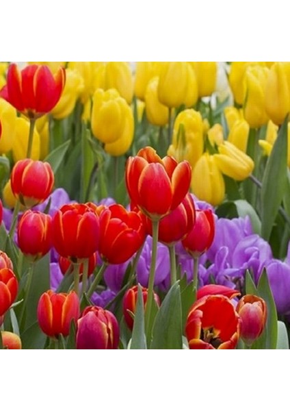 10'lu 10 Farklı Renk Mix Tulip Seed Lale Tohumu + 10'lu Kırmızı Orkide Çiçek Tohumu