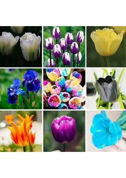 50'li 10 Farklı Mix Tulip Seed Lale Tohumu + 10'lu Hollanda Gülü Çiçek Tohumu