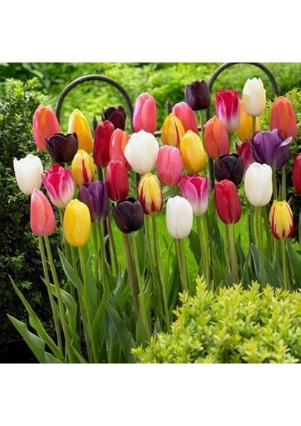 25'li 10 Farklı Renk Mix Tulip Seed Lale Tohumu + 10'lu Kırmızı Küpe Çiçek Tohumu