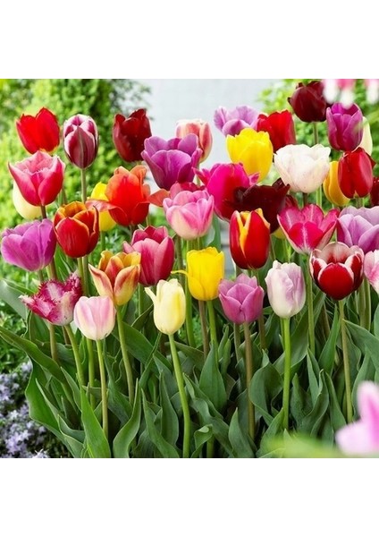 10'lu 10 Farklı Renk Mix Tulip Seed Lale Tohumu + 10'lu Kırmızı Papatya Çiçek Tohumu