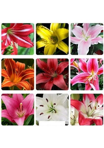 25'li 10 Farklı Renk Mix Tulip Seed Lale Tohumu + 10'lu Kırmızı Zambak Çiçek Tohumu
