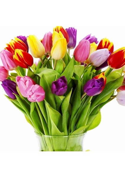 25'li 10 Farklı Renk Mix Tulip Seed Lale Tohumu + 10'lu Kırmızı Küpe Çiçek Tohumu