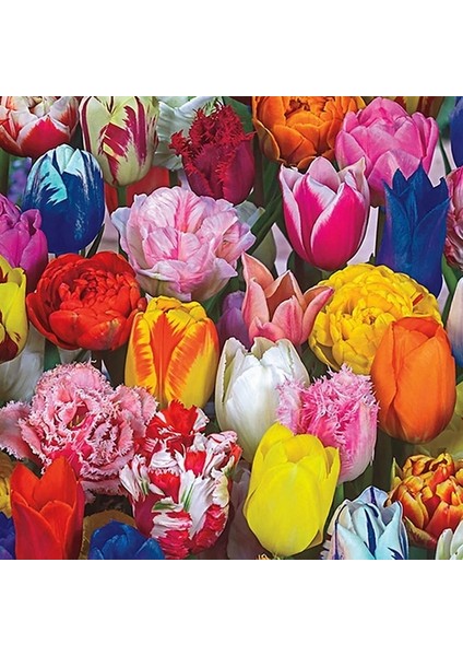 25'li 10 Farklı Renk Mix Tulip Seed Lale Tohumu + 10'lu Kırmızı Gül Çiçek Tohumu