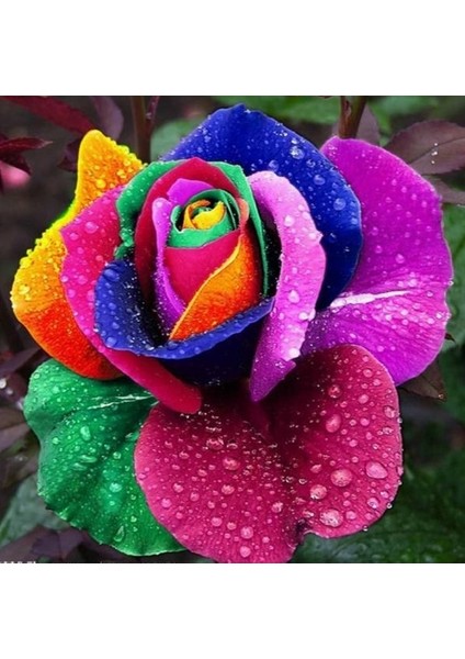 100'lü 10 Farklı Mix Tulip Seed Lale Tohumu + 10'lu Hollanda Gülü Çiçek Tohumu fırsatları