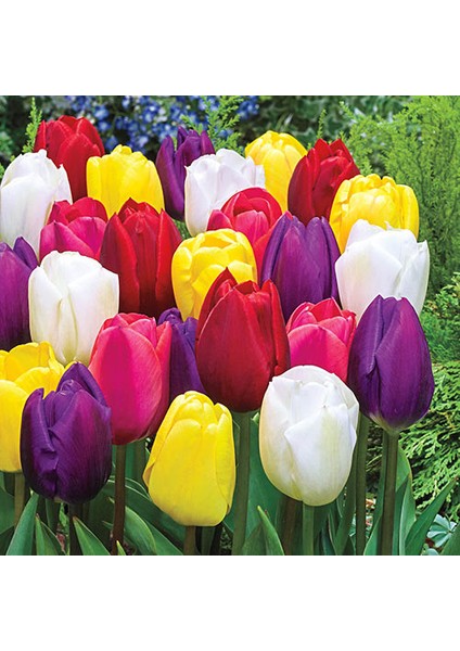 10'lu 10 Farklı Renk Mix Tulip Seed Lale Tohumu + 10'lu Kırmızı Antoryum Çiçek Tohumu