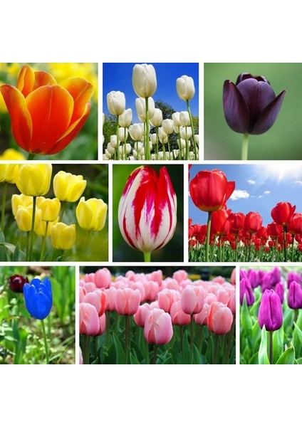 10'lu 10 Farklı Renk Mix Tulip Seed Lale Tohumu + 10'lu Kırmızı Begonya Çiçek Tohumu