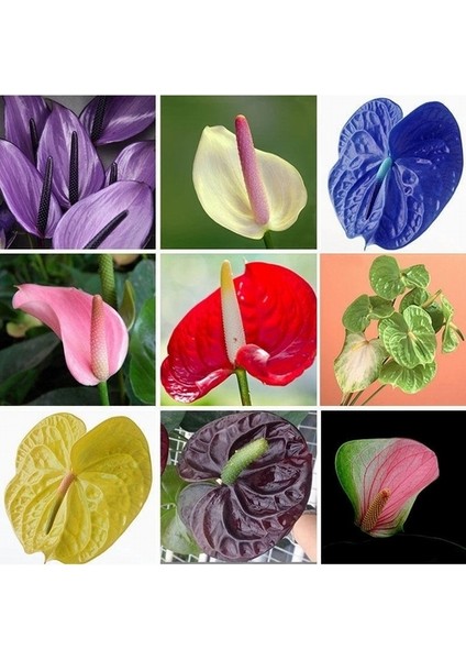 100'lü 10 Farklı Mix Tulip Seed Lale Tohumu + 10'lu Kırmızı Antoryum Çiçek Tohumu