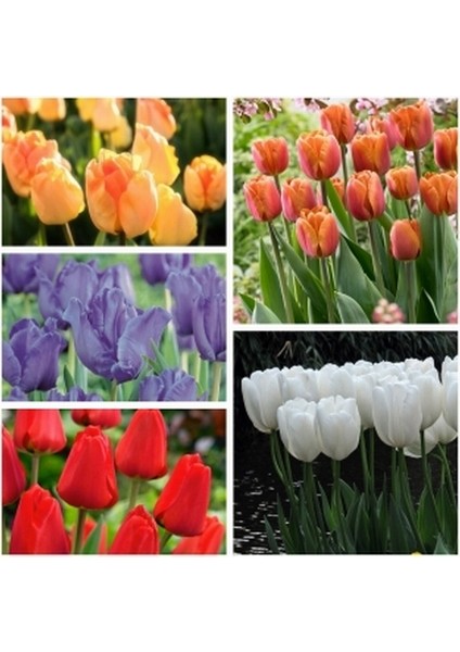 25'li 10 Farklı Renk Mix Tulip Seed Lale Tohumu + 10'lu Kırmızı Papatya Çiçek Tohumu