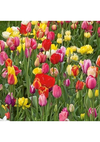 100'lü 10 Farklı Mix Tulip Seed Lale Tohumu + 10'lu Kırmızı Zambak Çiçek Tohumu