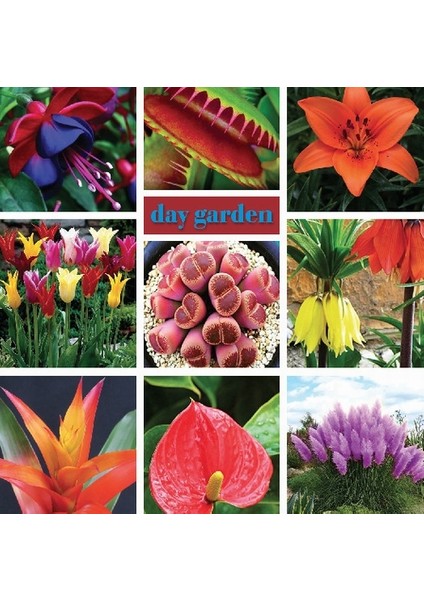 50'li 10 Farklı Mix Tulip Seed Lale Tohumu + 10'lu Kırmızı Begonya Çiçek Tohumu