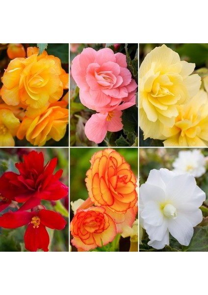 50'li 10 Farklı Mix Tulip Seed Lale Tohumu + 10'lu Kırmızı Begonya Çiçek Tohumu