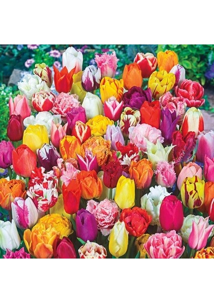 10'lu 10 Farklı Renk Mix Tulip Seed Lale Tohumu + 10'lu Kırmızı Antoryum Çiçek Tohumu