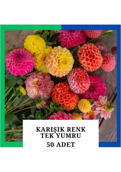 Yıldız Çiçeği (Dahlia) Soğanı/yumrusu - Karışık 1 Yumru (50 Adet)