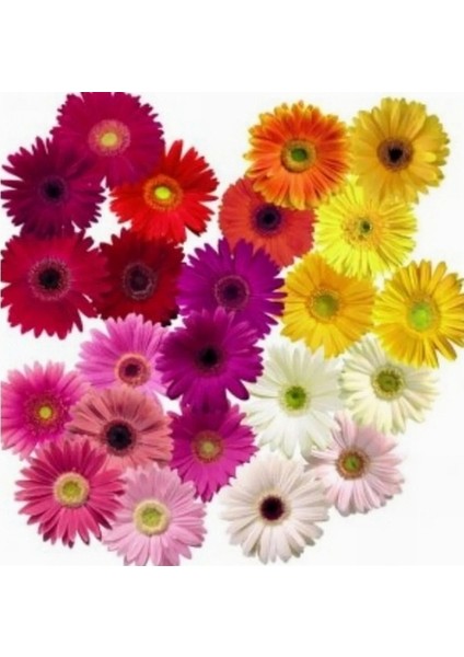 10'lu 10 Farklı Renk Garbera Çiçeği Tohumu + 10'lu Kırmızı Gül Çiçek Tohumu