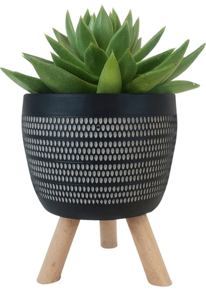Echeveria Agavoides Siyah Damla Saksıda
