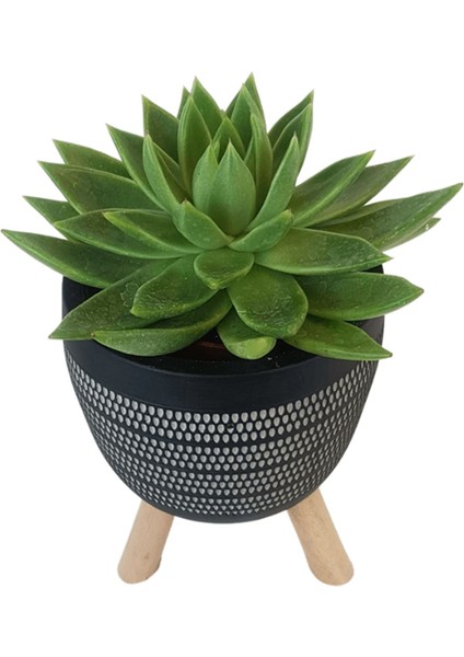 Echeveria Agavoides Siyah Damla Saksıda