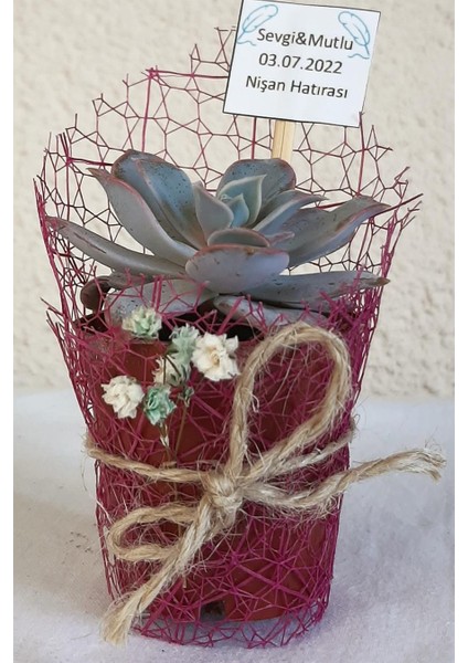 Sukulent Organizasyon-Nişan-Nikah Hediyelik x 10 Ad