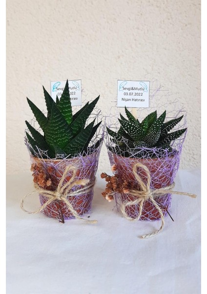 Sukulent Organizasyon-Nişan-Nikah Hediyelik x 10 Ad fiyatları