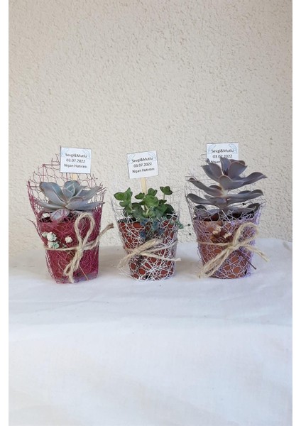 Sukulent Organizasyon-Nişan-Nikah Hediyelik x 10 Ad modelleri