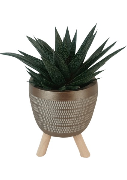Gasterhaworthia Royal Princes Gold Damla Saksıda
