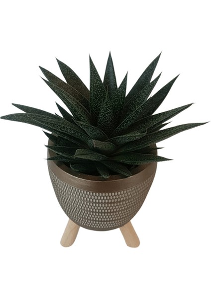 Gasterhaworthia Royal Princes Gold Damla Saksıda