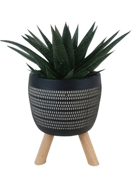 Gasterhaworthia Royal Princes Siyah Damla Saksıda