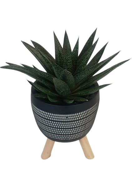 Gasterhaworthia Royal Princes Siyah Damla Saksıda