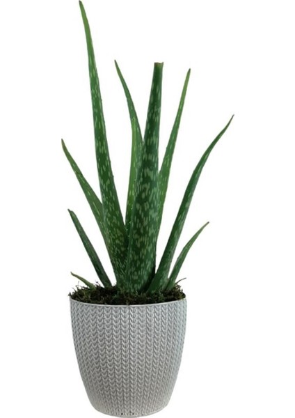 Aloe Vera Bitkisi Beyaz Sümela Saksıda