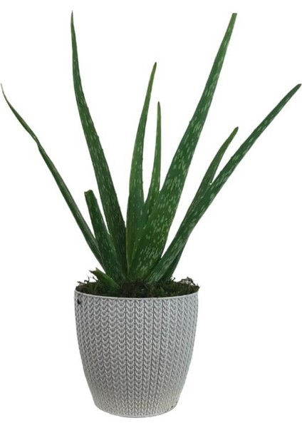 Aloe Vera Bitkisi Beyaz Sümela Saksıda