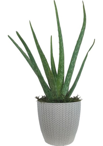 Aloe Vera Bitkisi Beyaz Sümela Saksıda