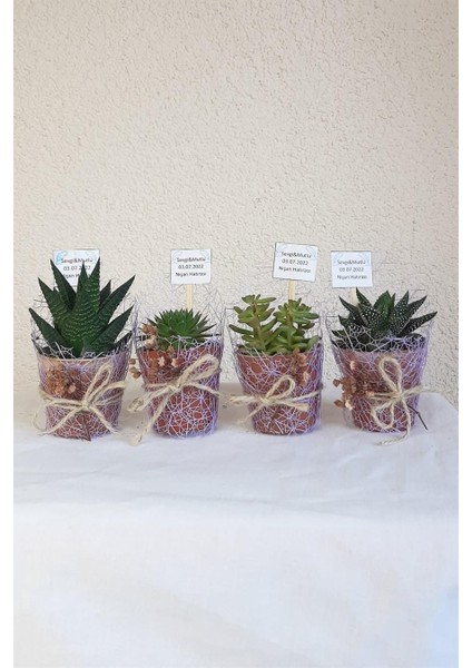 Sukulent Organizasyon-Nişan-Nikah Hediyelik x 100 Ad