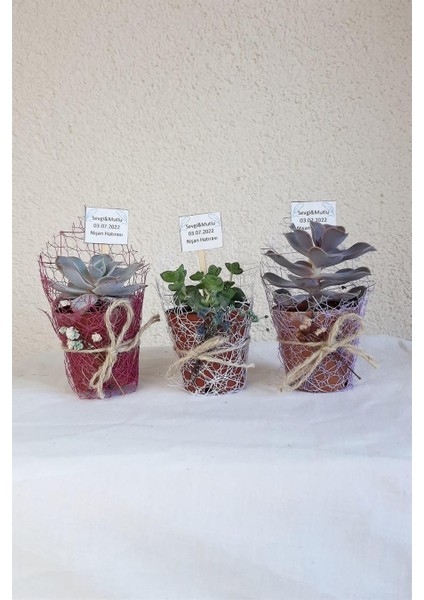 Sukulent Organizasyon-Nişan-Nikah Hediyelik x 100 Ad fırsatları