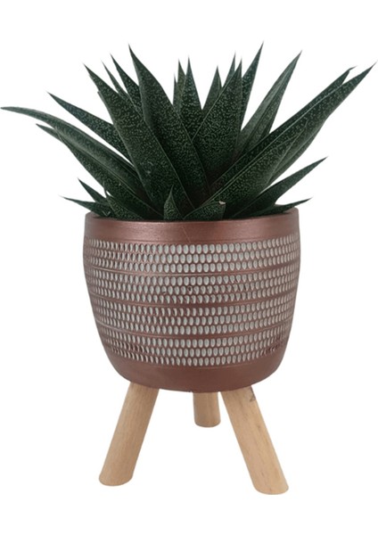 Gasterhaworthia Royal Princes Kiremit Rengi Damla Saksıda