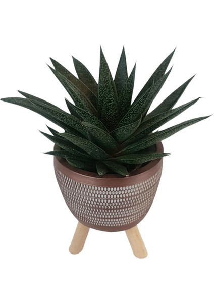 Gasterhaworthia Royal Princes Kiremit Rengi Damla Saksıda fiyatları