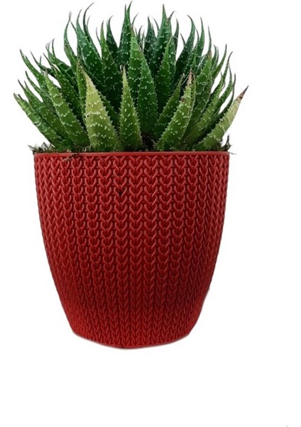 Aloe Cristata Kırmızı Sümela Saksıda