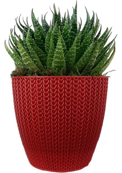 Aloe Cristata Kırmızı Sümela Saksıda