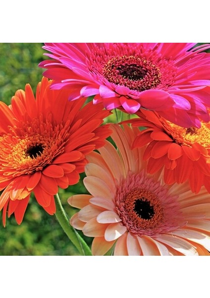 50'li 10 Farklı Renk Buz Çiçeği Tohumu + 10'lu Kırmızı Küpe Çiçek Tohumu