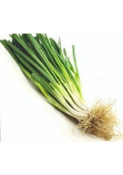 Agr Yeşilsoğan Tohumu 5gr