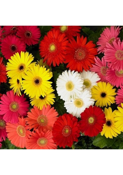 25'li 10 Farklı Renk Buz Çiçeği Tohumu + 10'lu Kırmızı Gül Çiçek Tohumu