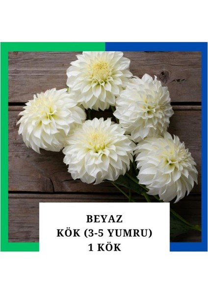 Yıldız Çiçeği (Dahlia) Soğanı - Beyaz (4-5 Yumru) 1 Kök