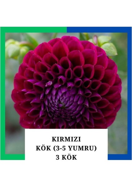 Yıldız Çiçeği (Dahlia) Soğanı/yumrusu - Kırmızı 4-5 Yumru (3 Adet)