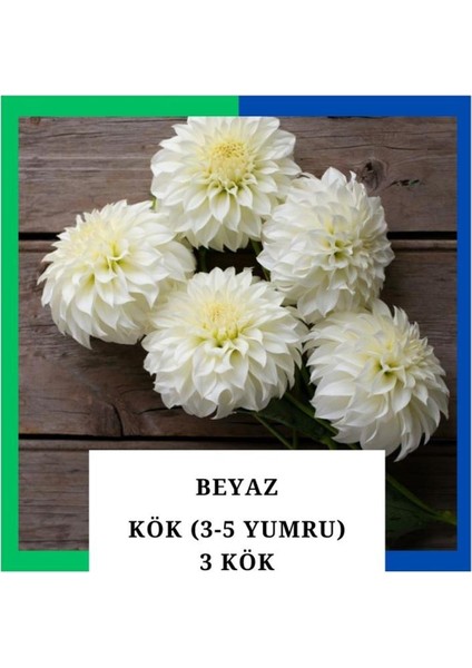Yıldız Çiçeği (Dahlia) Soğanı/yumrusu - Beyaz 4-5 Yumru (3 Adet) fiyatları