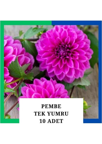 Yıldız Çiçeği (Dahlia) Soğanı/yumrusu - Pembe 1 Yumru (10 Adet)