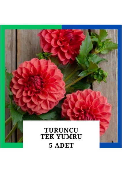 Yıldız Çiçeği (Dahlia) Soğanı/yumrusu - Turuncu 1 Yumru (5 Adet)