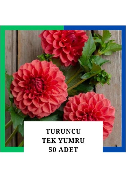 Yıldız Çiçeği (Dahlia) Soğanı/yumrusu - Turuncu 1 Yumru (50 Adet)