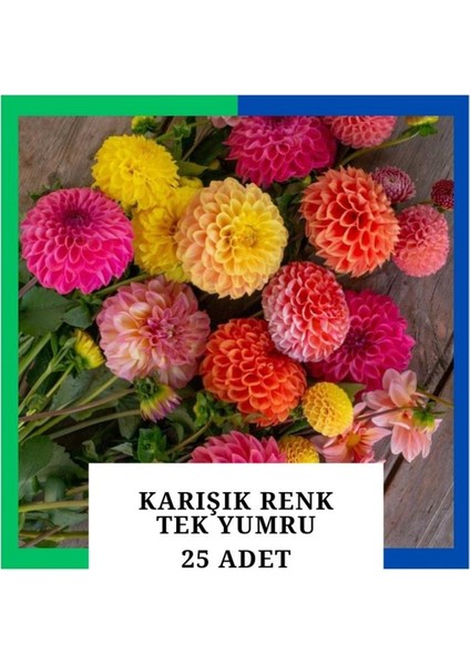 Yıldız Çiçeği (Dahlia) Soğanı/yumrusu - Karışık 1 Yumru (25 Adet)