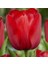 100'lü Kırmızı Renk Lale Çiçeği Tohumu + 10'lu Hollanda Gülü Çiçek Tohumu 1